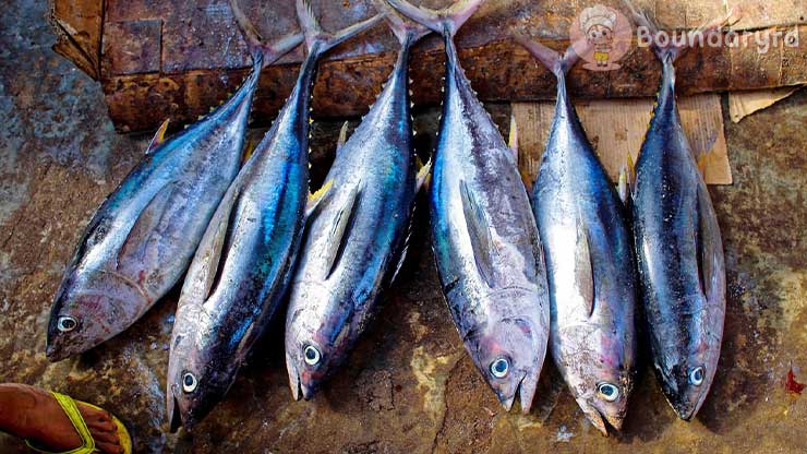 Manfaat Ikan Cue Tongkol