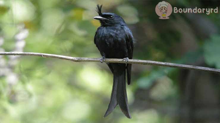 burung srigunting hitam