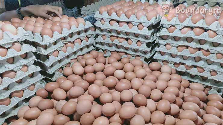 Harga Telur Hari Ini Adam Poultry